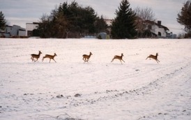 Nasza piękna Połomia